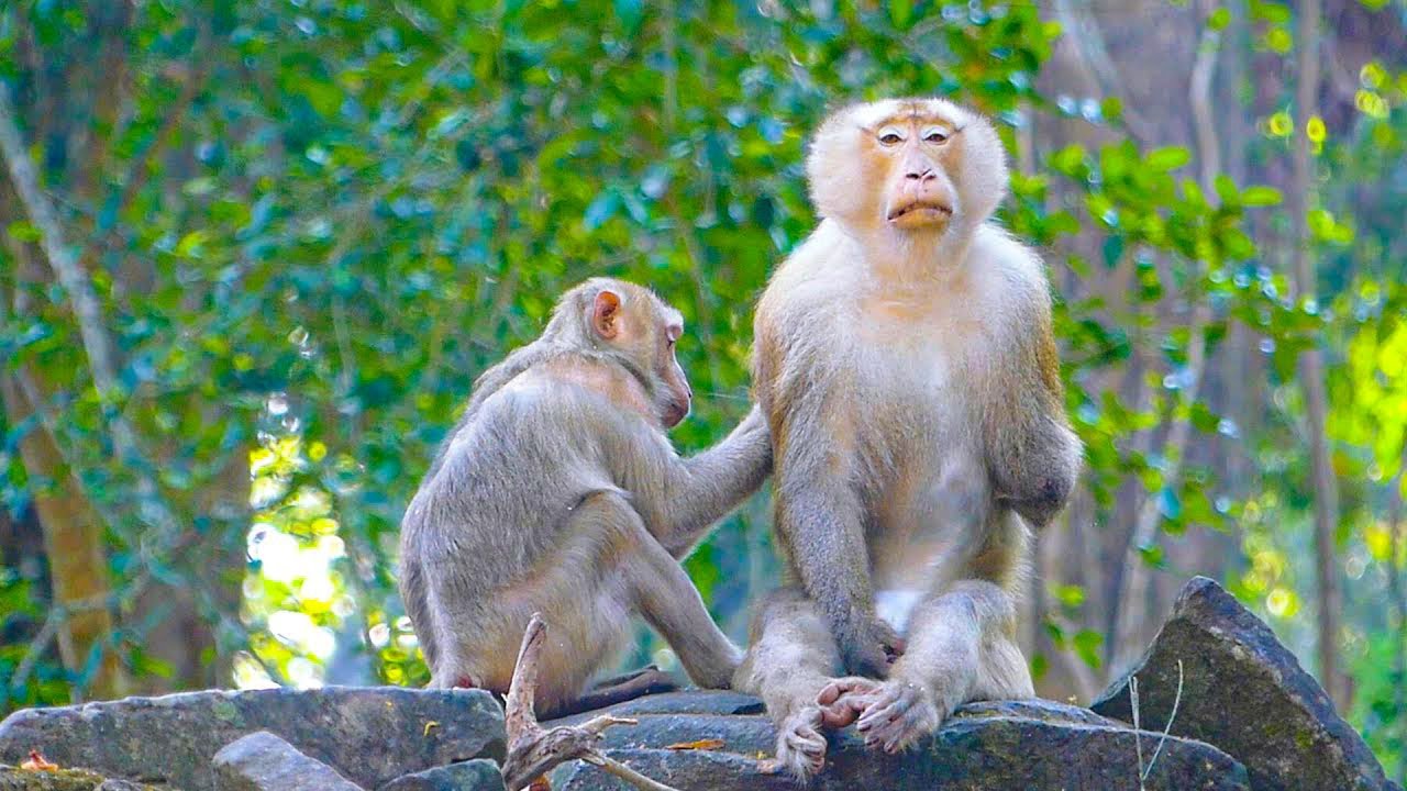 Relaxing vibe | A calm grooming session with monkey Katrina & Pongo | Serene mood  in the wild