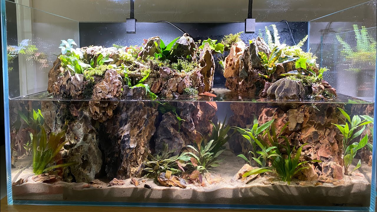 MOUNTAIN ISLAND PALUDARIUM UPDATE - ADDING STOCK