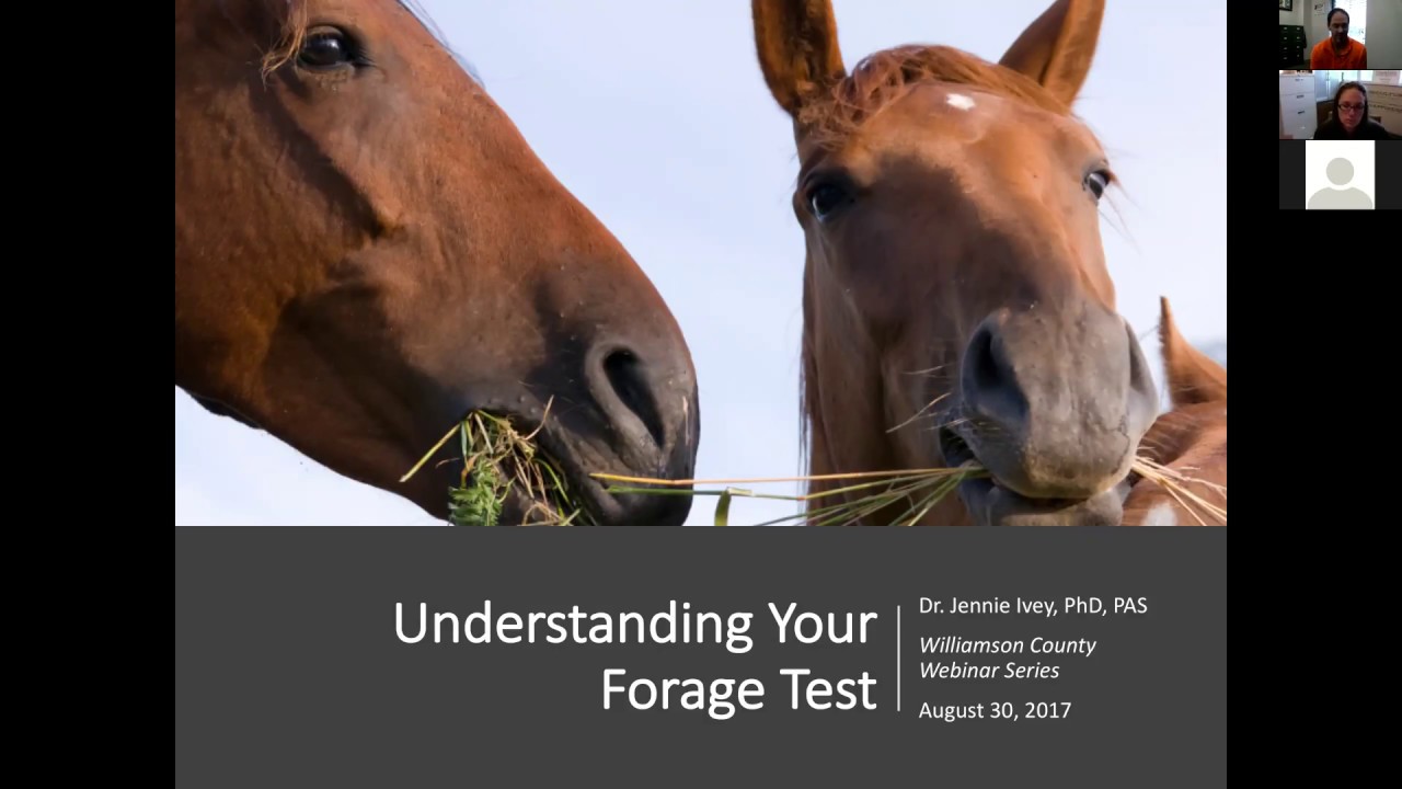 Equine Management: Understanding Forage Test