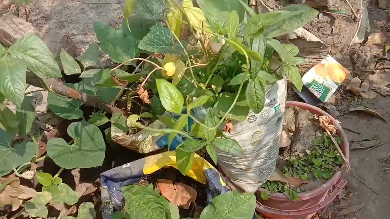 পাকা টমেটো হারভেস্ট করলাম ওবাগানে নানা রকম ফু,ফল,সবজী গাছের যত্ন করলাম।