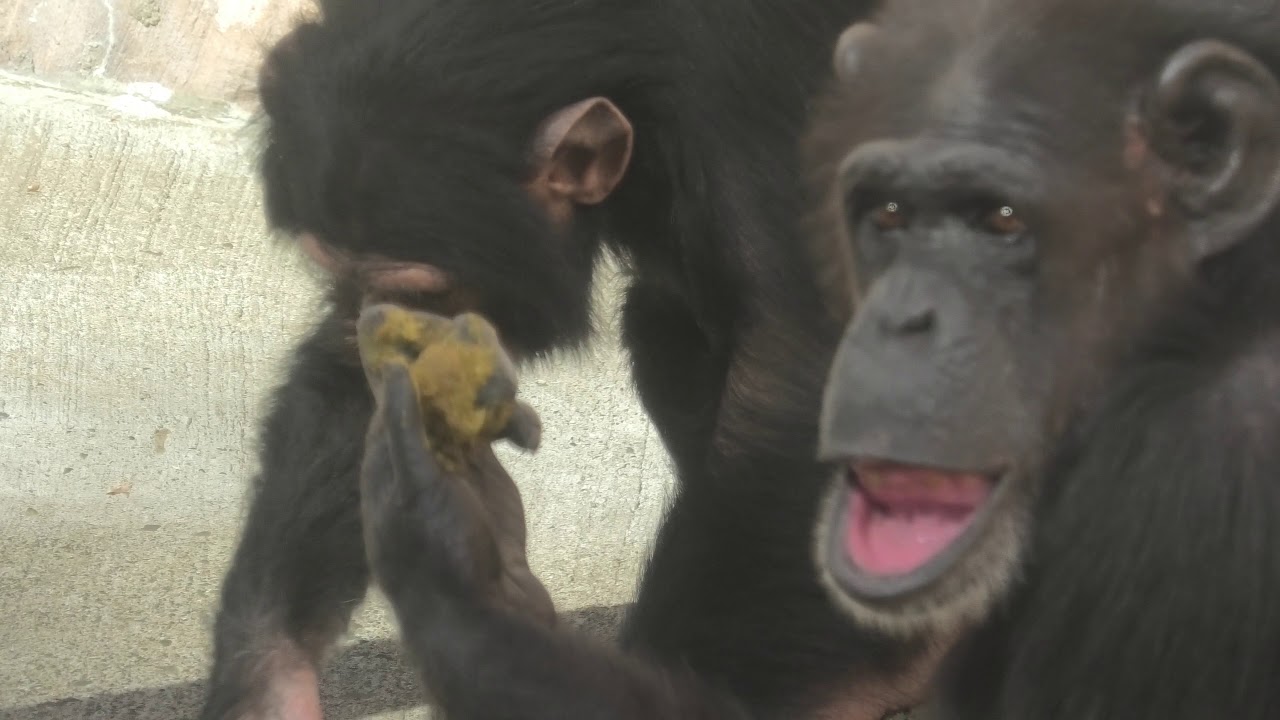 ウンチ投げの名手ポッキー　八木山動物公園　チンパンジー
