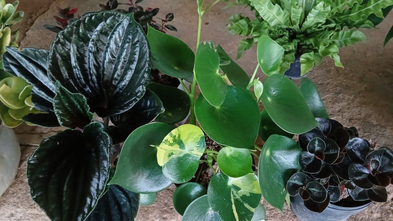 7 VARIEDADES DE PEPEROMIAS QUE DEBES TENER  EN TU JARDIN😱😍🌺😱