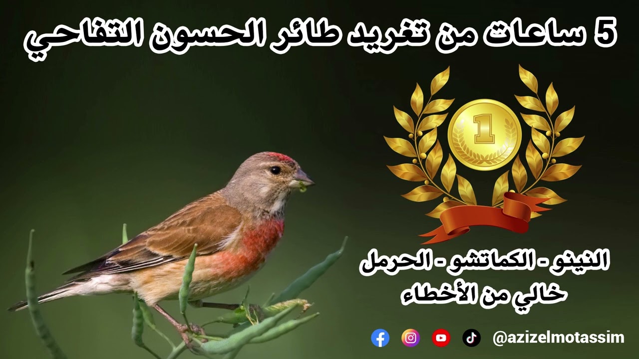 5 ساعات  من تغريد طائر الحسون التفاحي ( النينو - الكماتشو - الحرمل ) خالي من الأخطاء