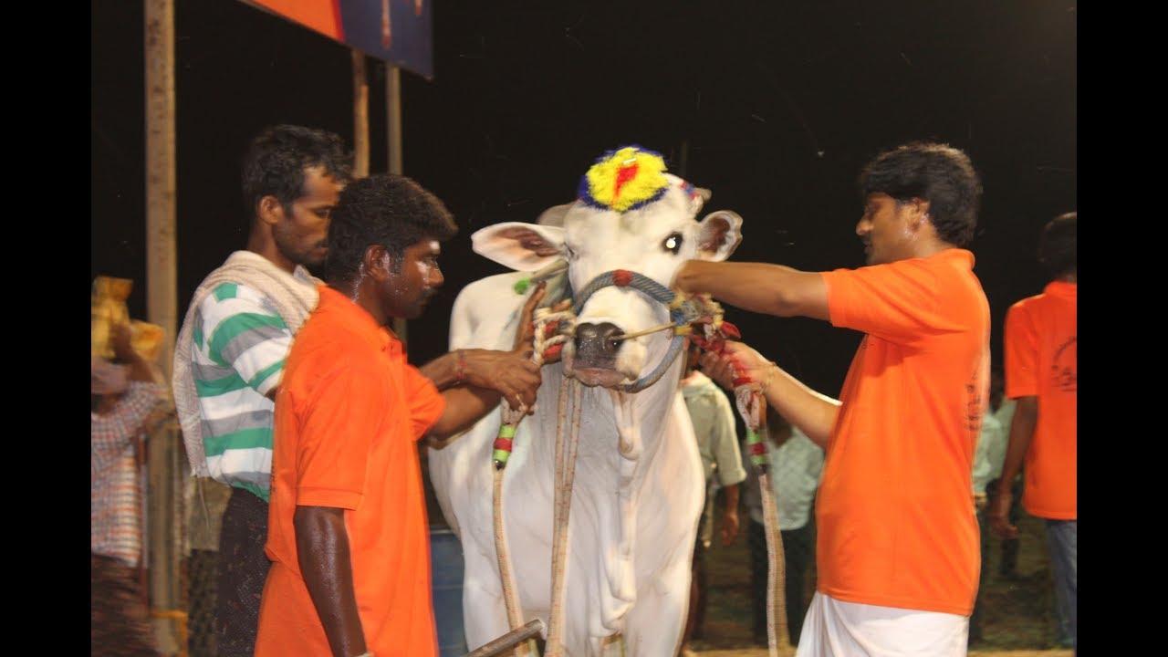 Ongole Bulls Competition , Vijayawada Yanamalakuduru Maha Shivratri Ongole Bulls Stone Pulling Race