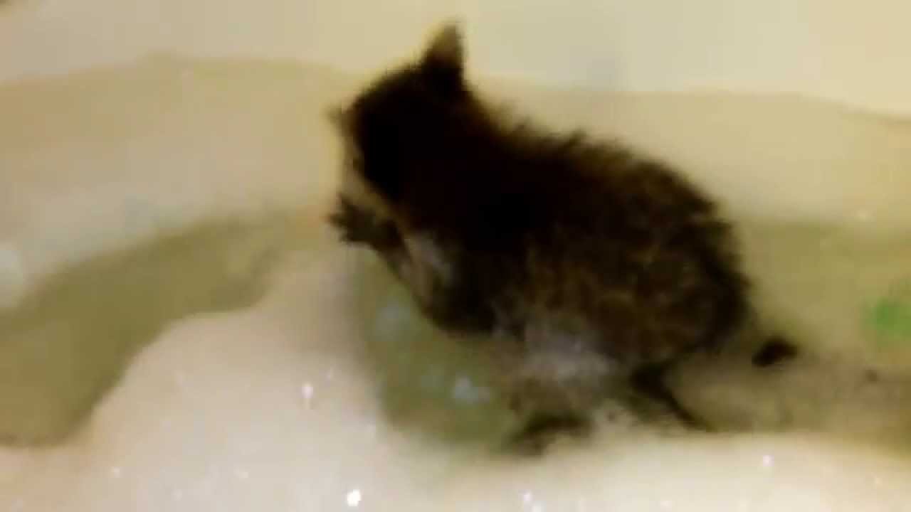 Baby raccoons playing, swimming and play fighting
