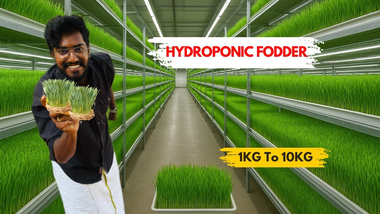 🌽 From 1 KG Maize to 10 KG Green Fodder in Just 11 Days! | Hydroponic Fodder Farming | AgroTill