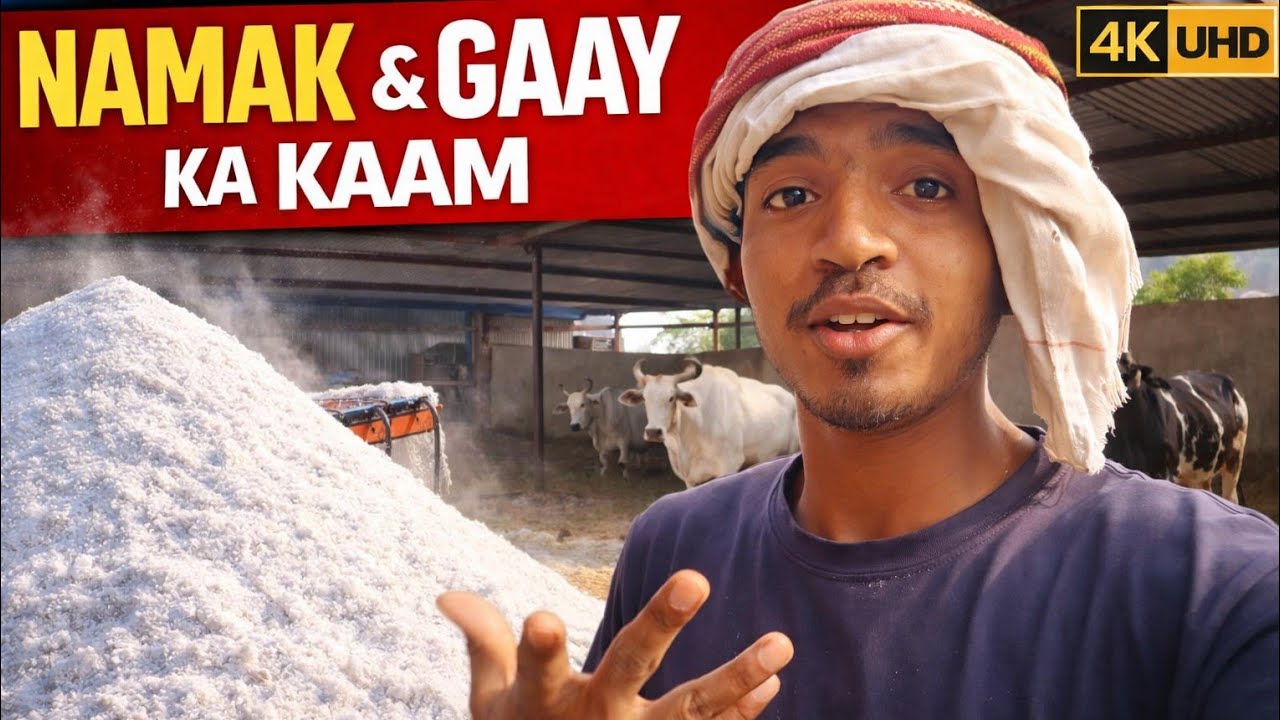 AAJ GAAYO KO NAMAK  DALA 🐄DALIY VLOG DAY 17