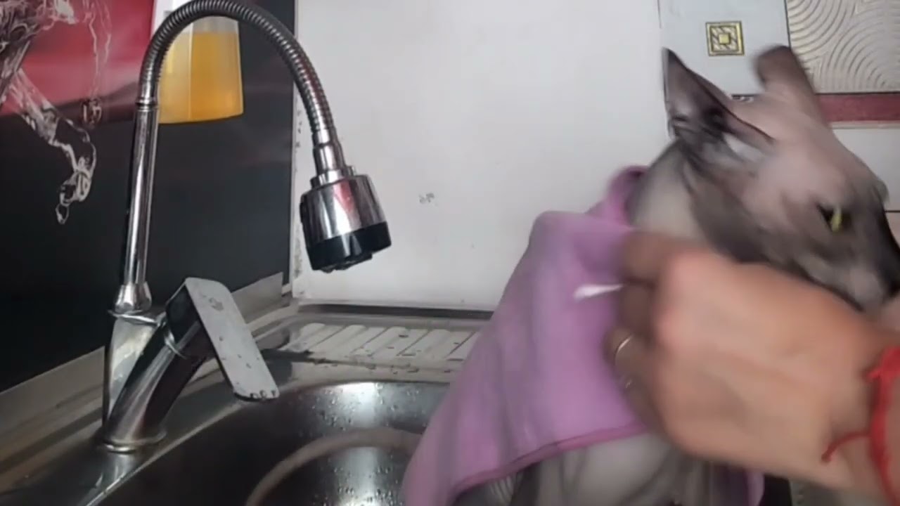 Сфинкс боится чистить уши до скрипа зубов🤣