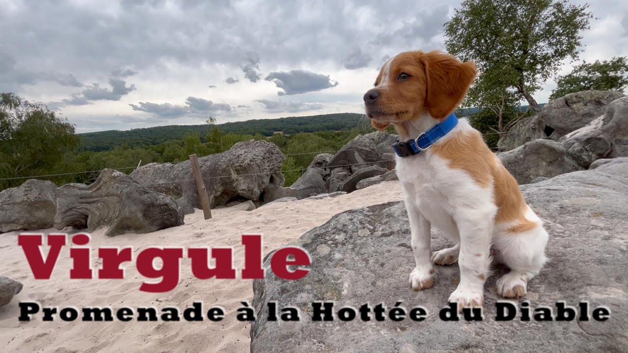 Virgule, l'epagneul breton à la Hottée du diable
