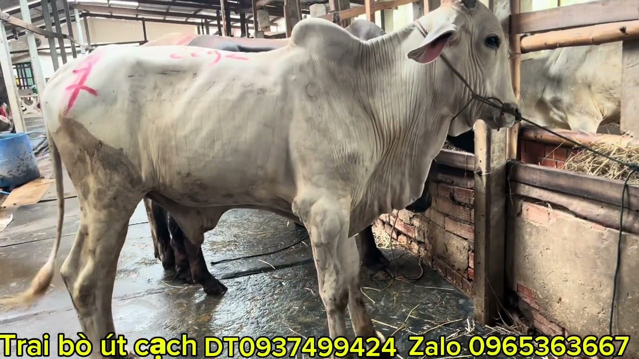 Trai bò út cạch xã kiến an chợ mới an gian bò về 24-02-2026-DT0965363667