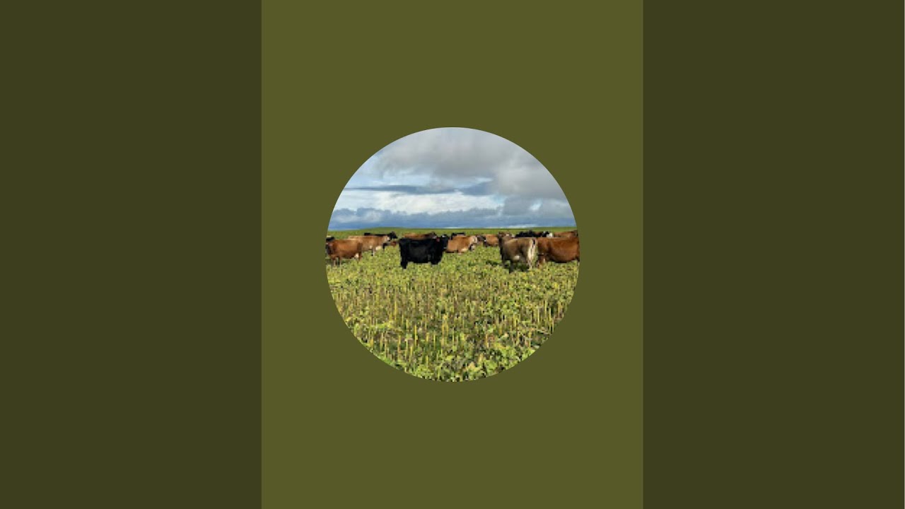FARMING IN NEW ZEALAND🇳🇿1 is live