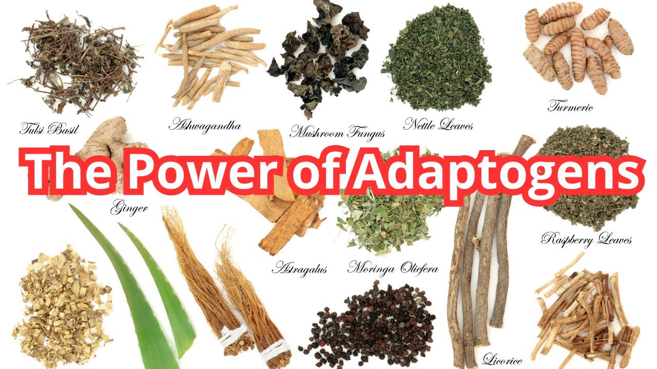 The Power of Adaptogens: Enhancing Health One Bite at a Time