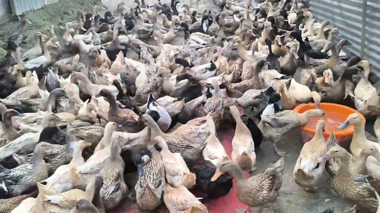 হাস  বিকালে খাইতে খাবার খাচ্ছে 