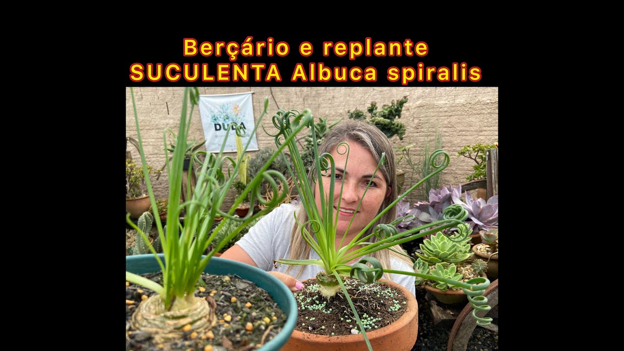 Berçário e replante SUCULENTA Albuca spiralis
