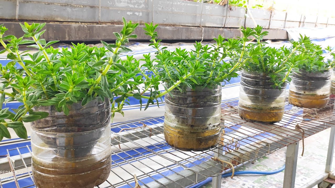 Tận dụng bình 6 lit trồng rau Ngò om , từ lúc giâm nhánh đến lúc thu hoạch luôn | Khoa Hien 398