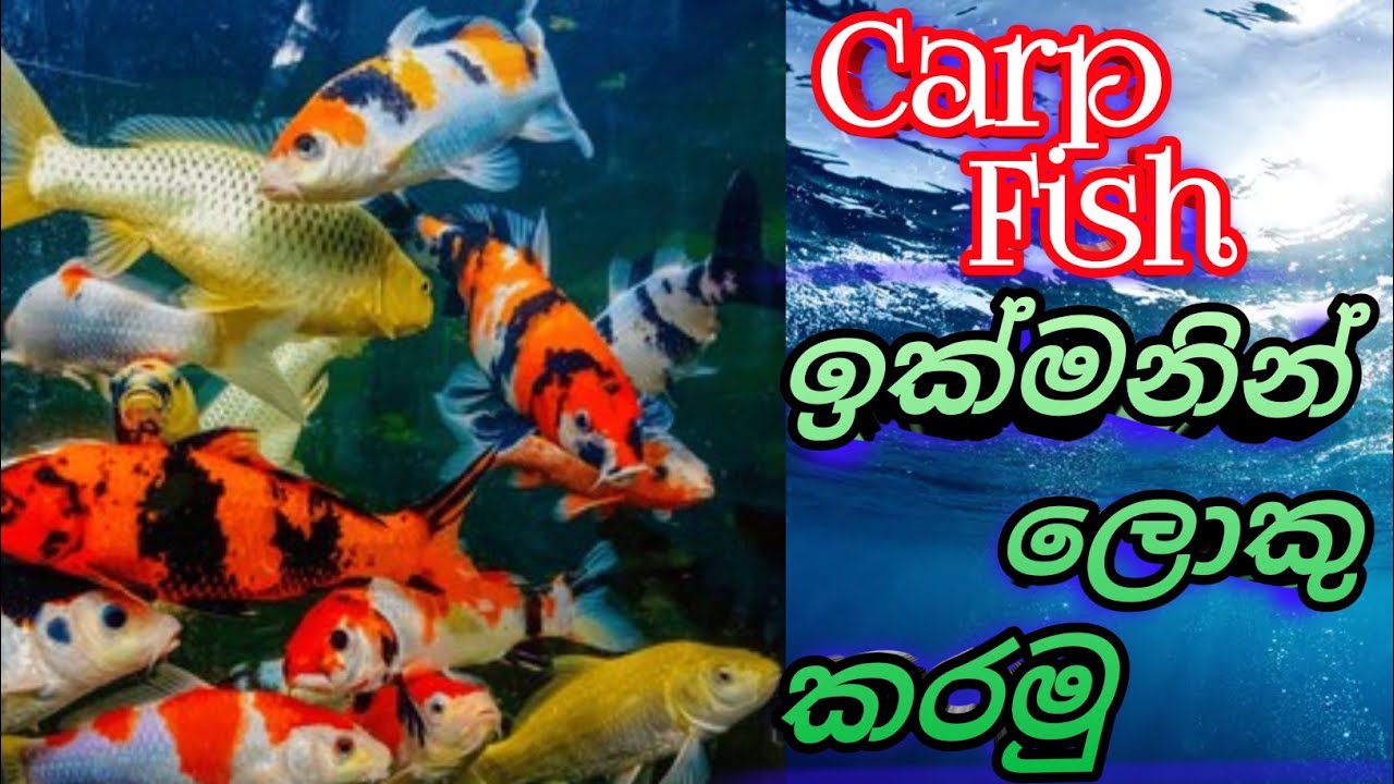 Carp මාලු ඉක්මනින් ලොකු කරන රහස් 5ක් 🔥 | Fast Growth Tips 2026”