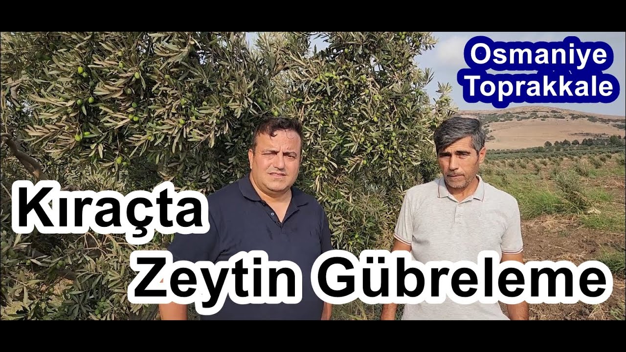 Kıraçta Zeytin Gübreleme Programı İle Verim Katlandı - Osmaniye