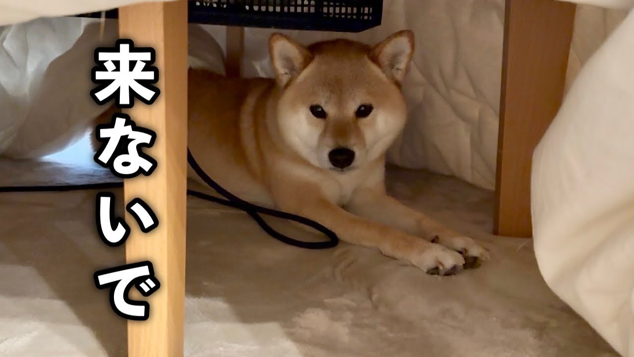 富くんがこたつに立てこもって出てこなくなりました