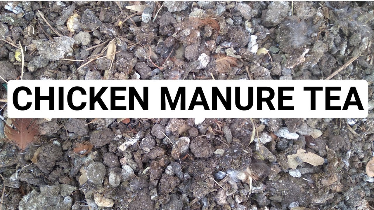 How To Make Chicken Manure Tea|| Tea fertilizer.#fertilizer#organic fertilizer#athome#garden