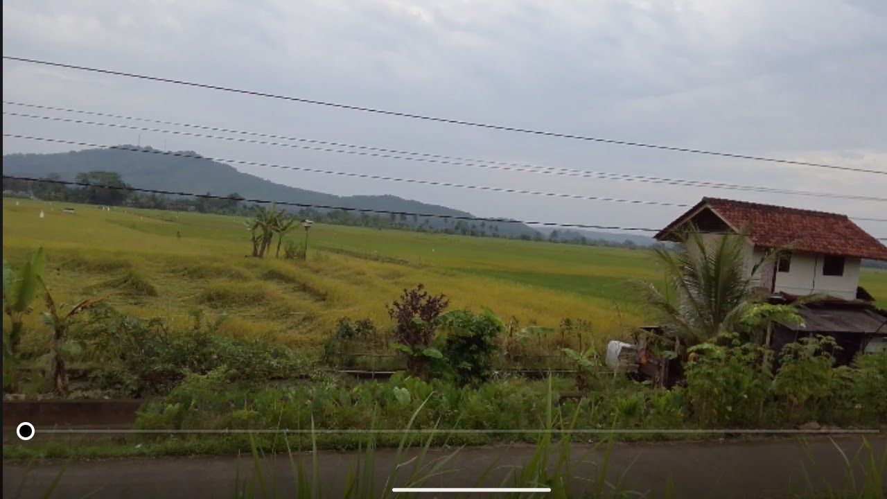 Keindahan pesawahan di perbatasan Jabar Jateng .mulai panen 