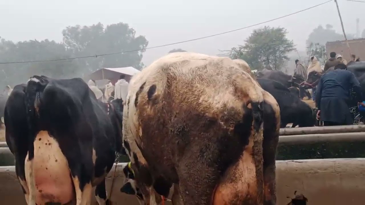 Tayar gay kharian mandi 