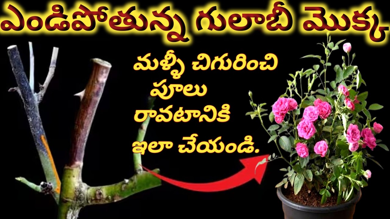 గులాబీ మొక్కలు ఎండిపోతుందా? పూలు రావడం లేదా? సచ్చిపోతున్న మొక్కలకు అద్భుతమైన టిప్స్ .