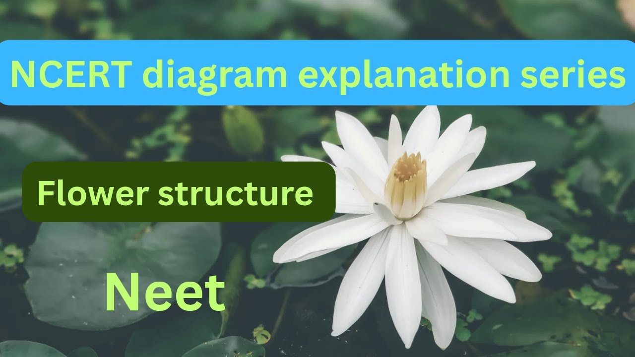male and female parts of flowers | neet| 12 board
