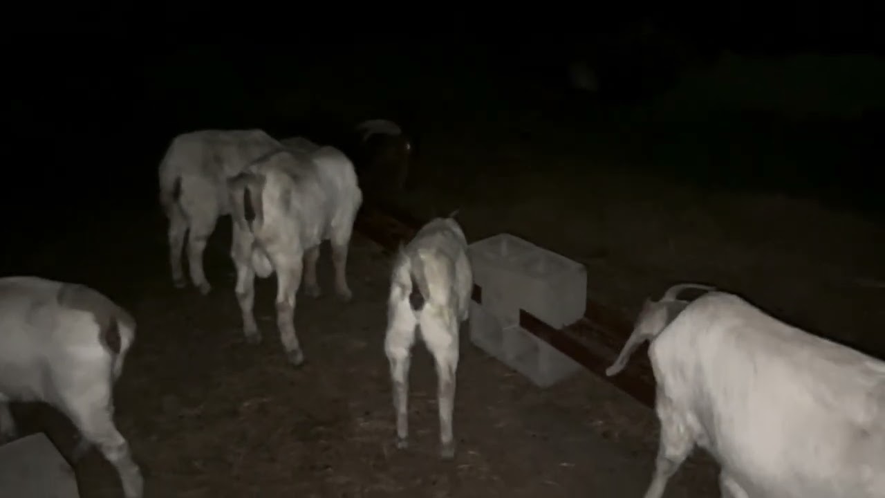 Don’t buy these kind of goats! 