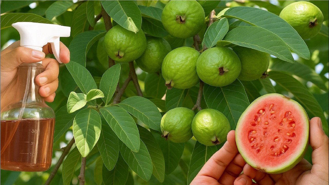 Diga adeus ao BICHO da GOIABA com esse produto Natural e Orgânico