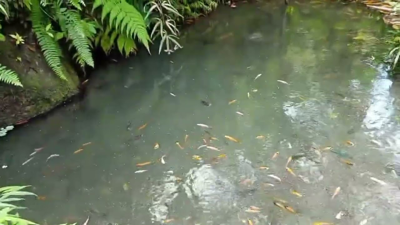 Red Tilapia Update.                                        #redtilapiafish #tilapiafish