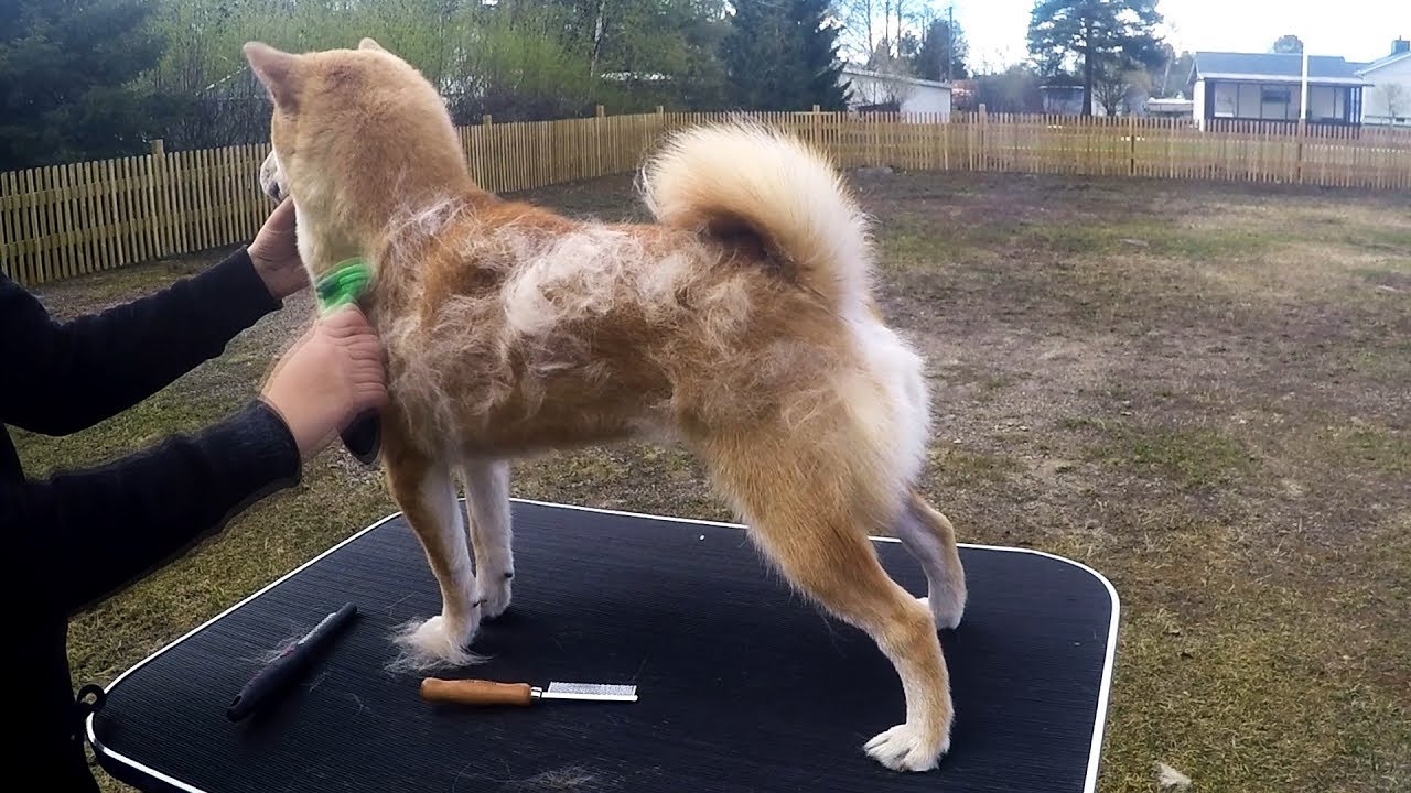 Shiba shedding (Grooming session)