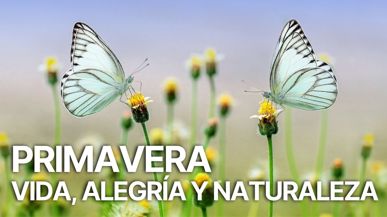 La magia de la primavera | Vida, Color y Renovación 🌿✨