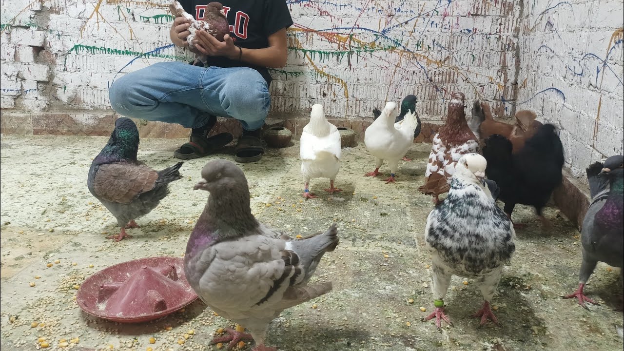 مملكه الكينج 👑متاح مجموعه كينج أستيراد ب أسعار لا تقبل المنافس