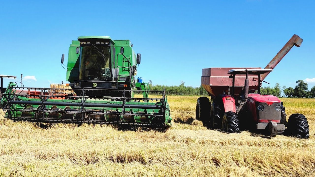 1175 bateu recorde na colheita do #arroz com o rotor😱 !! falei quanto colhe por hora !! 🌾