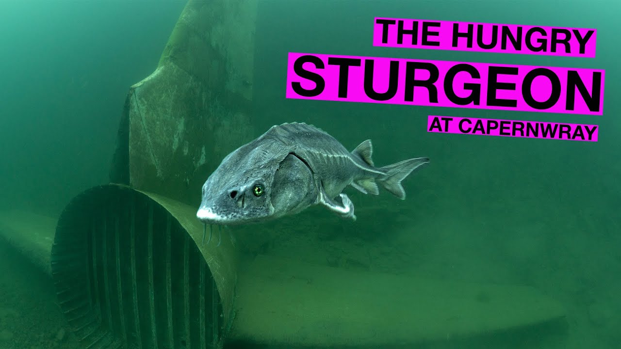 Sturgeon feeding | Diving Capernwray | Capernwray - Jackdaw Quarry Scuba Diving Centre