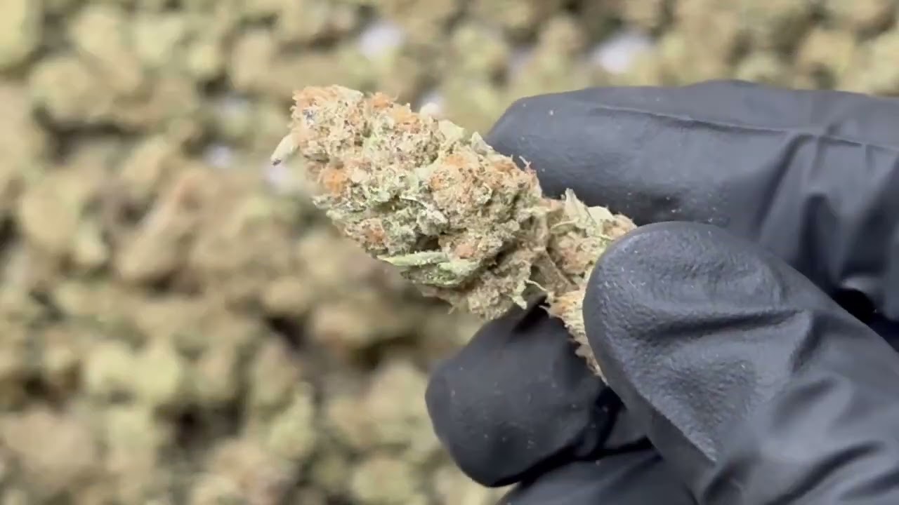Biscotti THCa Hemp Flower by Hemp-Flower.com