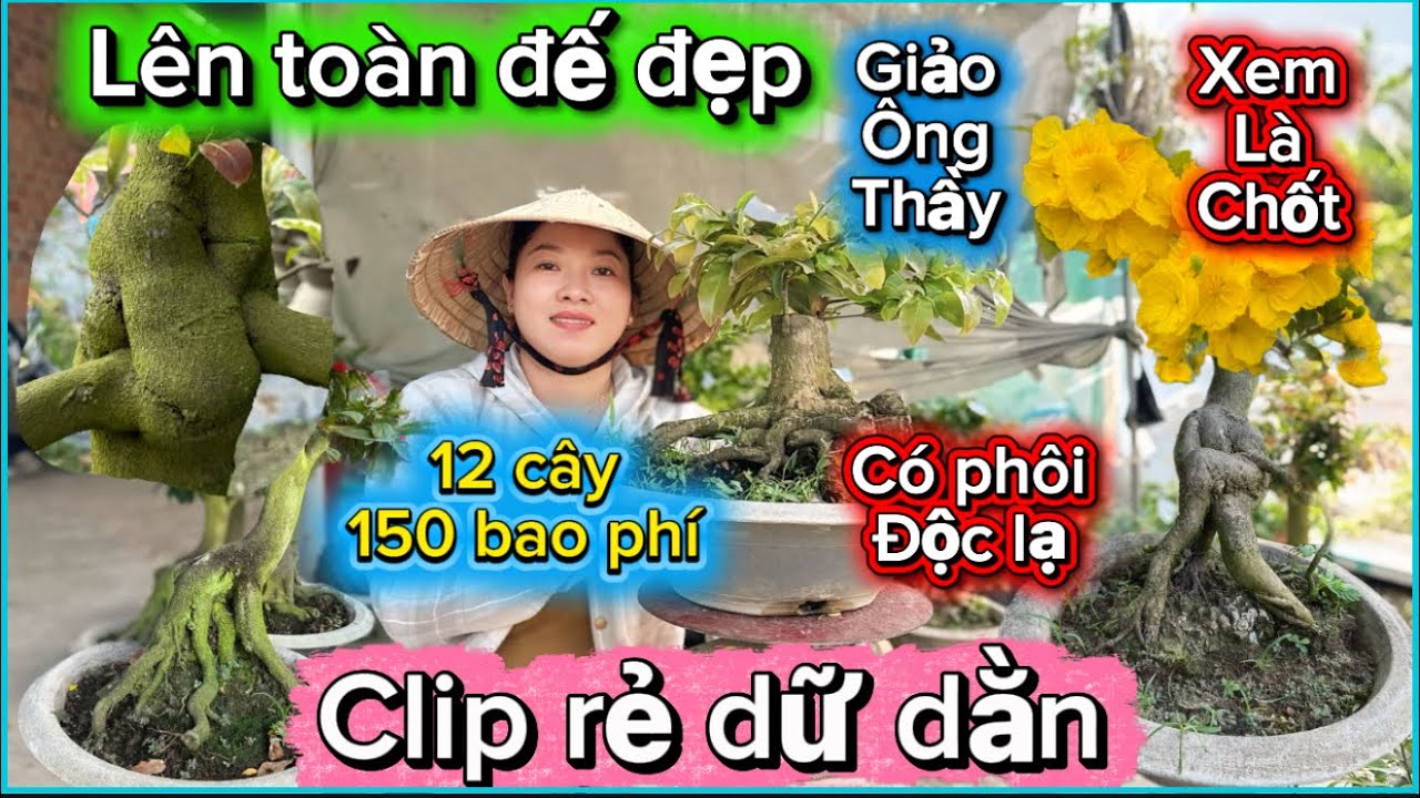 10-3-2026☎️0385 864 865 📲mai chơi giống giá rẻ giảo ông thầy -lên com bo 5 cây 200 giá rẻ chấn động 