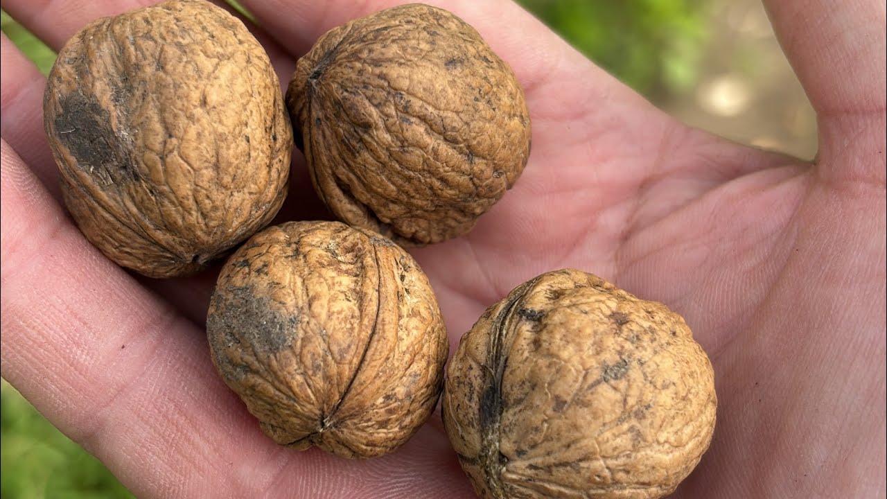 A September Foraging walk in the Hampshire Countryside.