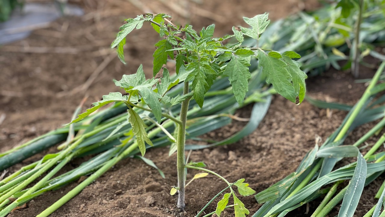 畑に植えたトマト苗が小さくて困った時はこうやると大きく育ちます！【トマト疫病】25/5/9