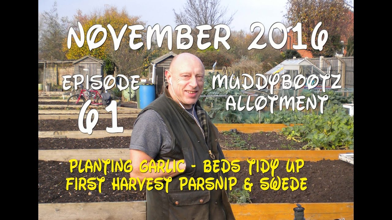MuddyBootz Allotment #61 - Planting Garlic - Harvesting Parsnip & Swede