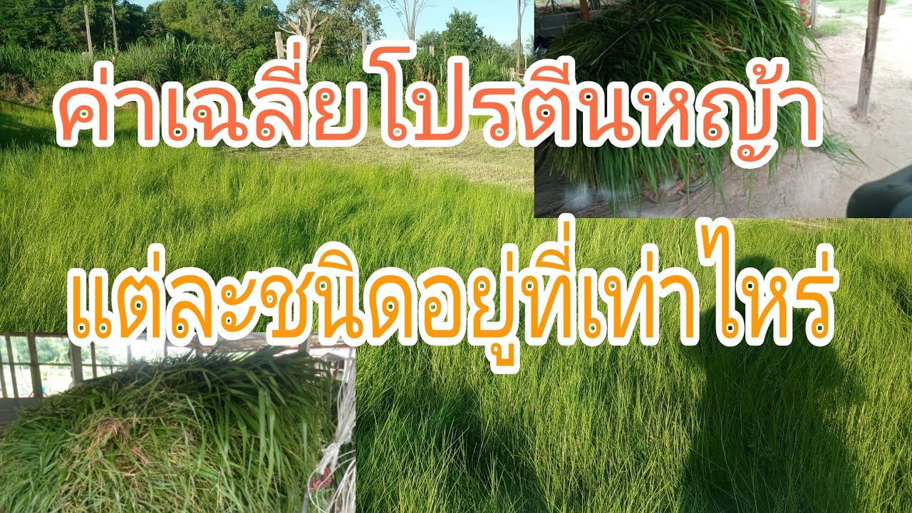 ep109ค่าเฉลี่บโปรตีนหญ้าแต่ละชนิดอยู่ที่เท่าไหร่.คลิปนี้มีคำตอบหลายคนยากรู้รับช่มครับผม