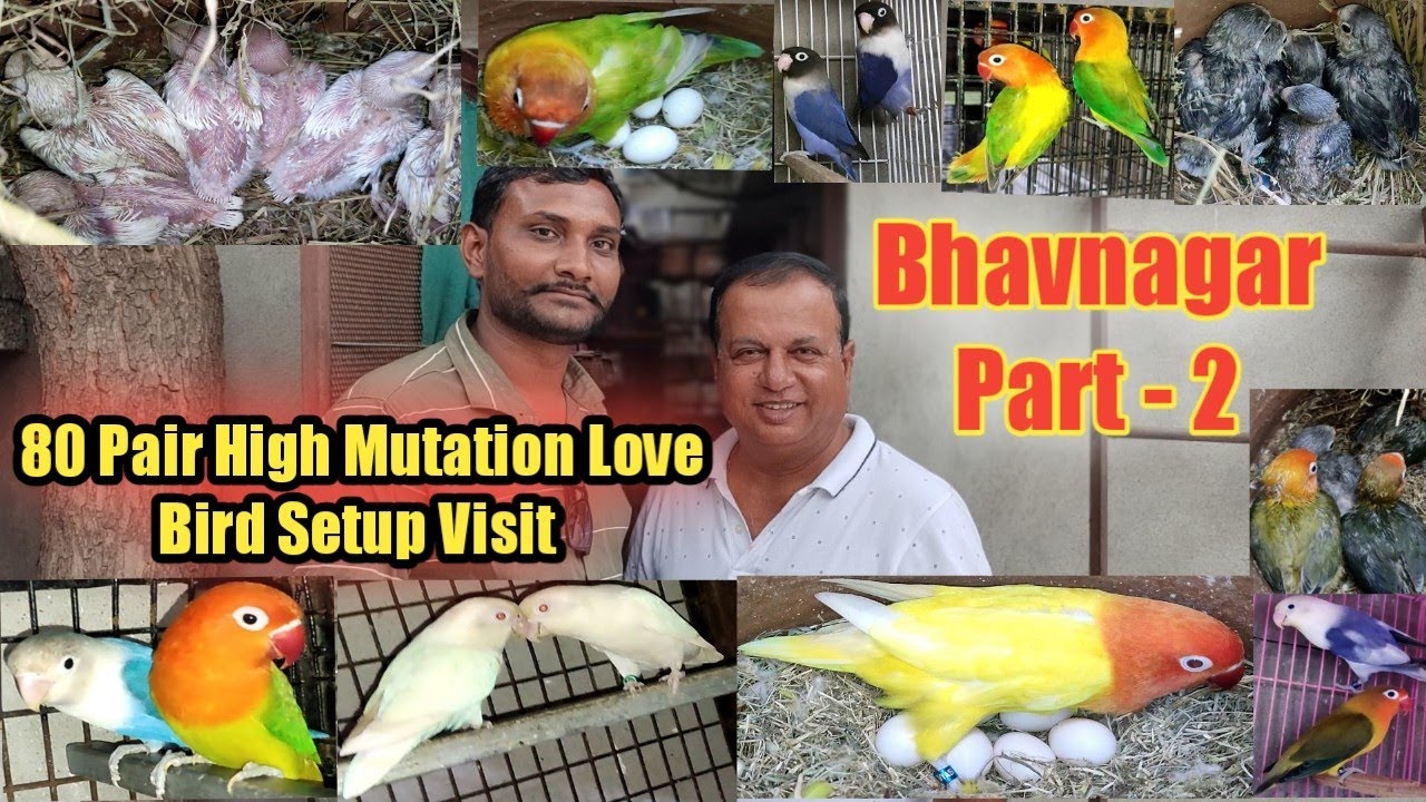 80 Pair High Mutation Love Bird Setup Bhavnagar Visit Part-2 Bhavani Love Bird Aviary