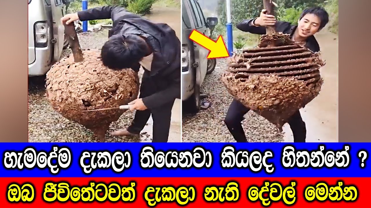 ඔබ ජීවිතේටවත් දැකල නැති පුදුම හිතෙන දේවල්.  Things You're Seeing for the First Time in Your Life