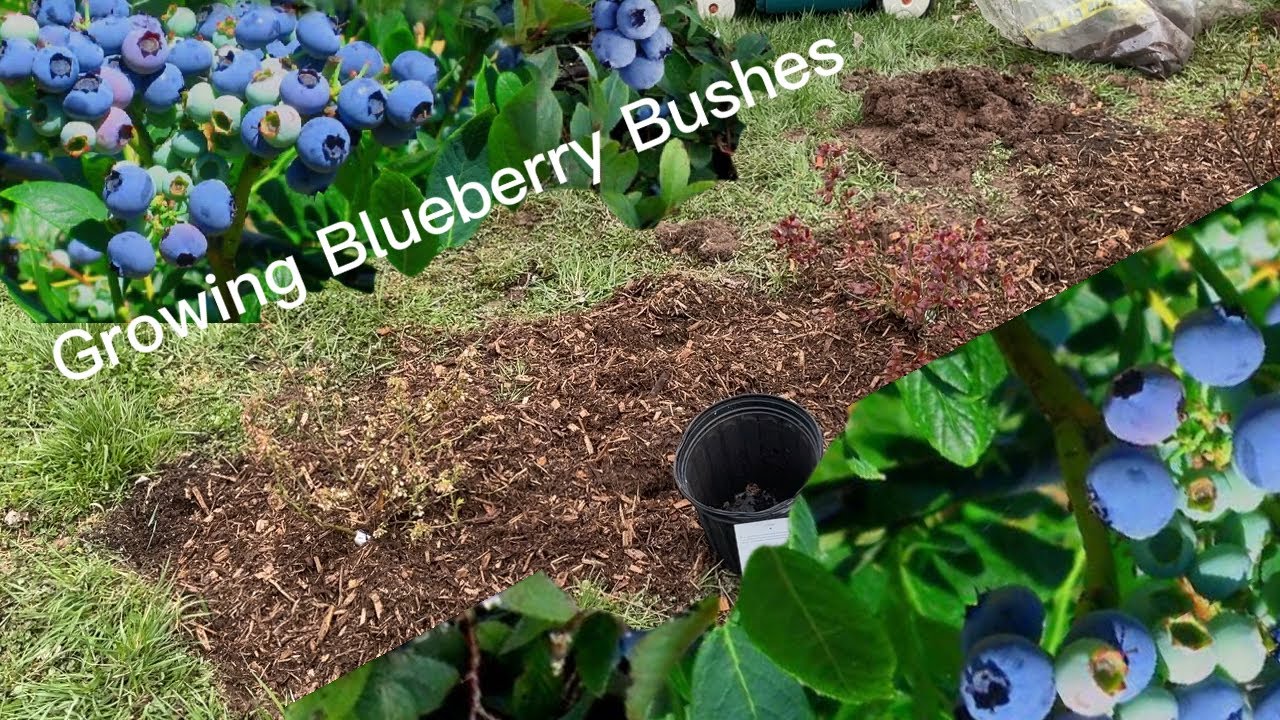 How to plant High Bush Blueberries: Backyard Homesteading