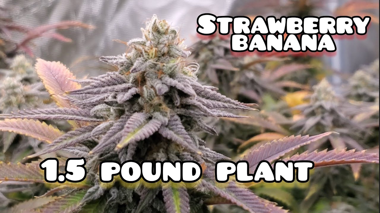 1.5 Pound Plant Part 5 Day 45 Flower , Last Update before Harvest under the Mars Hydro FC-E6500