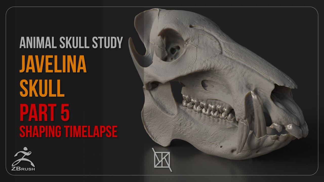 Animal Skull Study 05 Javelina ShapeTimelapse