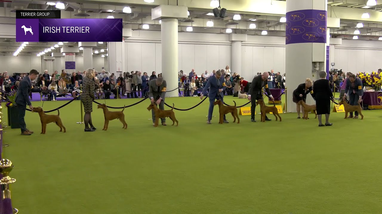 Irish Terriers | Breed Judging 2025
