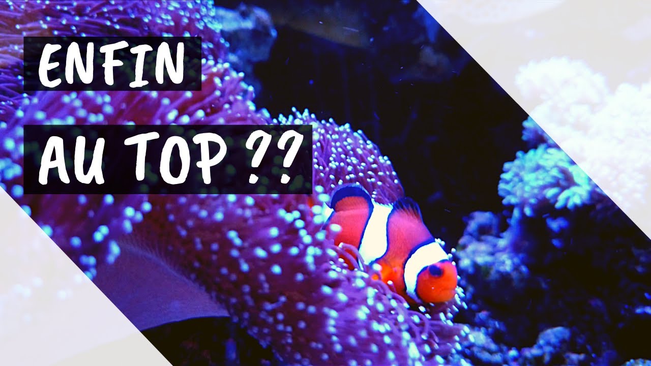 MON REEFER 170 ENFIN AU TOP ?!