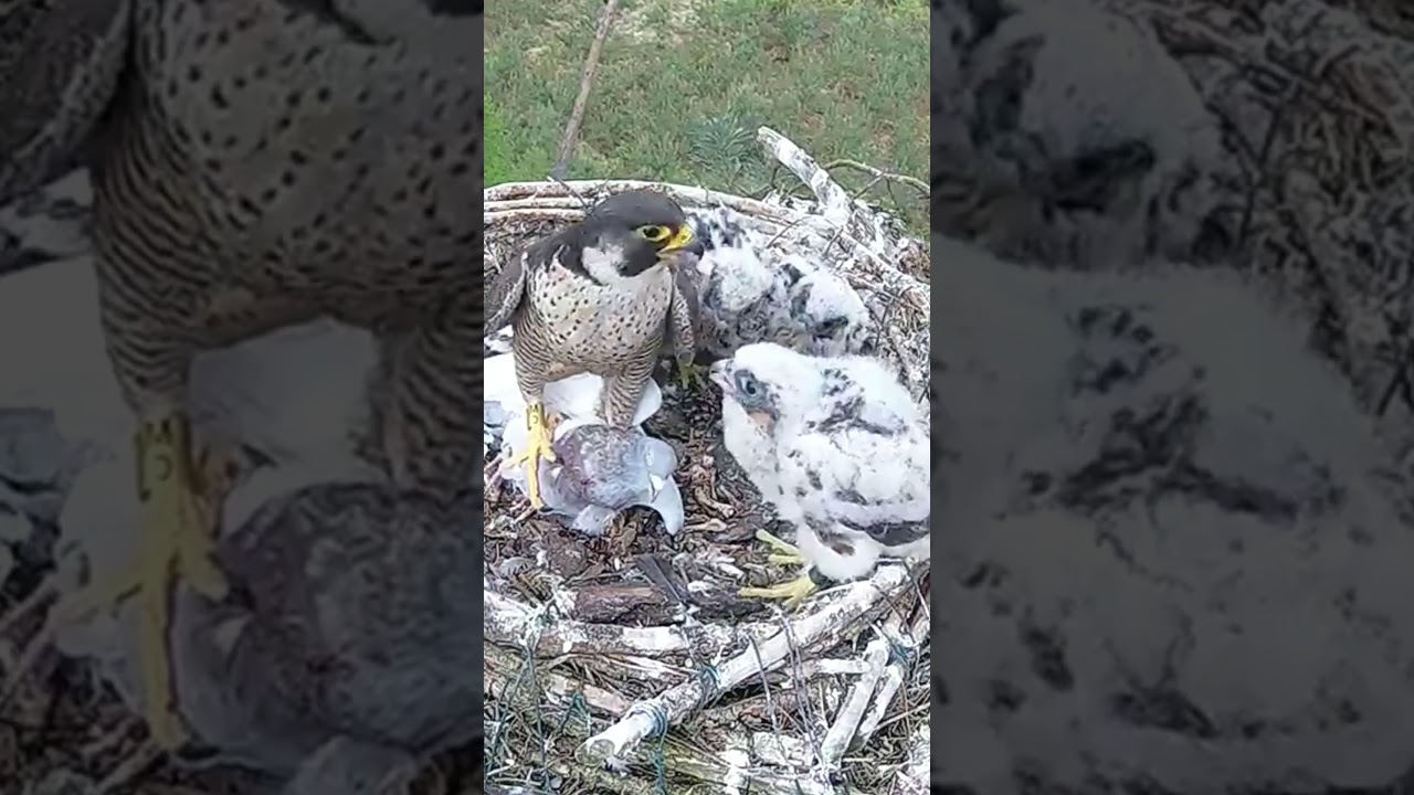 [Ep598]- Parent birds brings food to feed the babies in their nest, birds nest daily life #birds