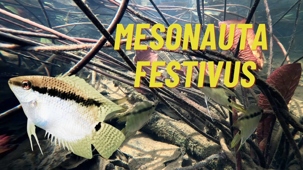 Mesonauta festivus in natural habitat